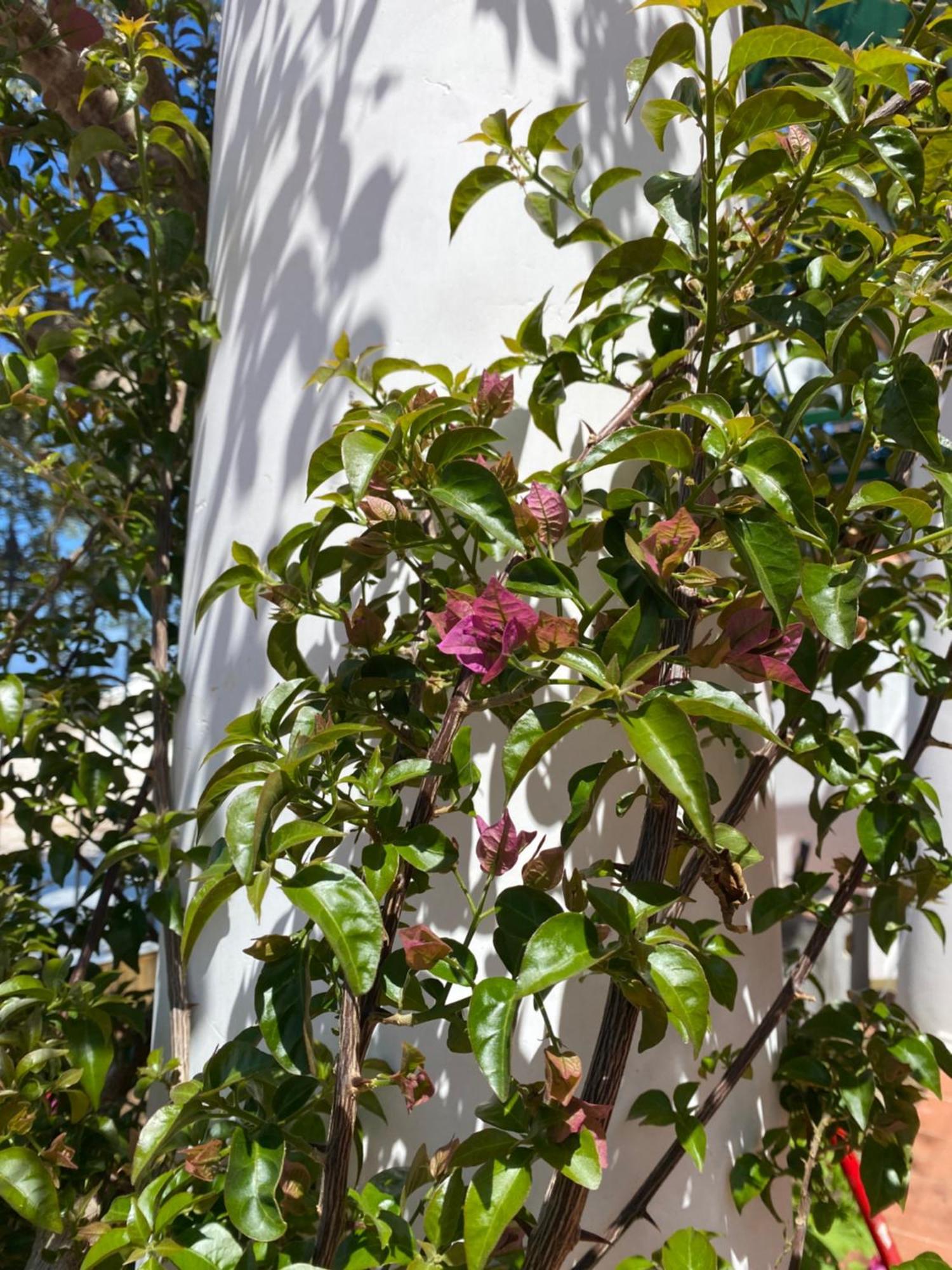 B&B La Ciammurrella Ανακάπρι Εξωτερικό φωτογραφία